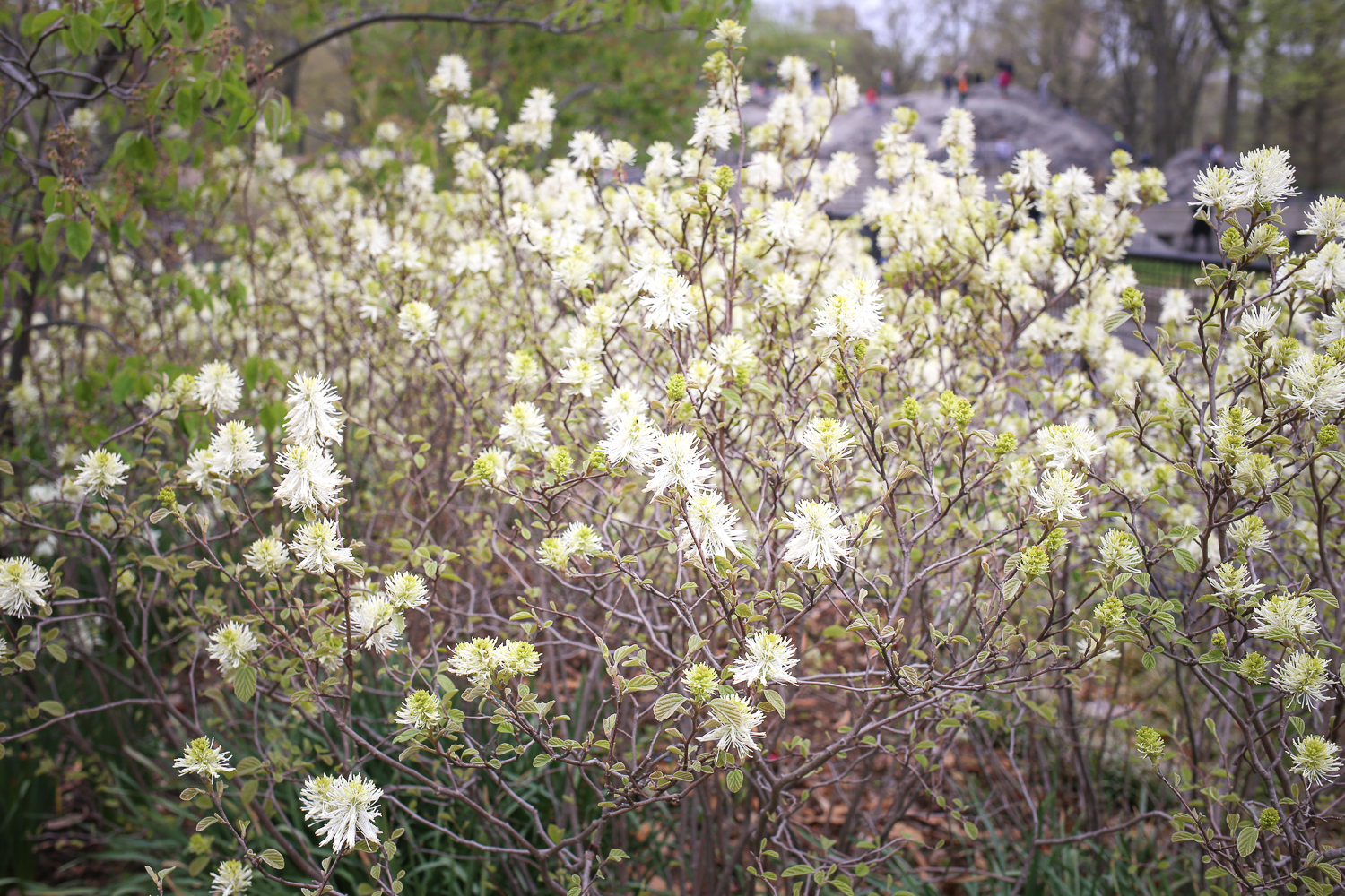 Play space and green space in the middle of New York City's Central Park!